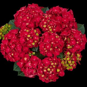 Гортензия Hydrangea Speedy Red Improved